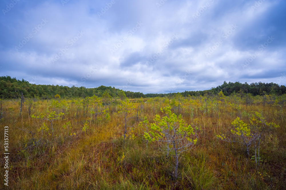 Beautiful landscape in the swamp with young pine trees