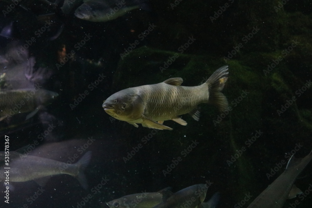 fish swimming in aquarium fish swimming in aquarium