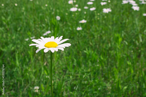 daisy in grass