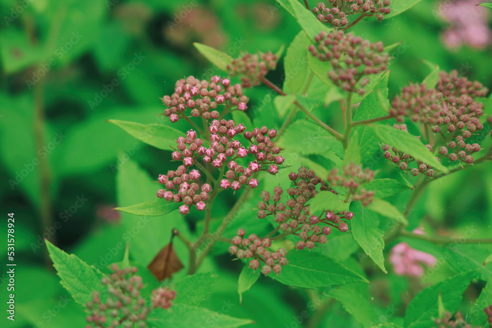 Spiraea japonica, flowers in the garden Spiraea japonica, flowers in the garden