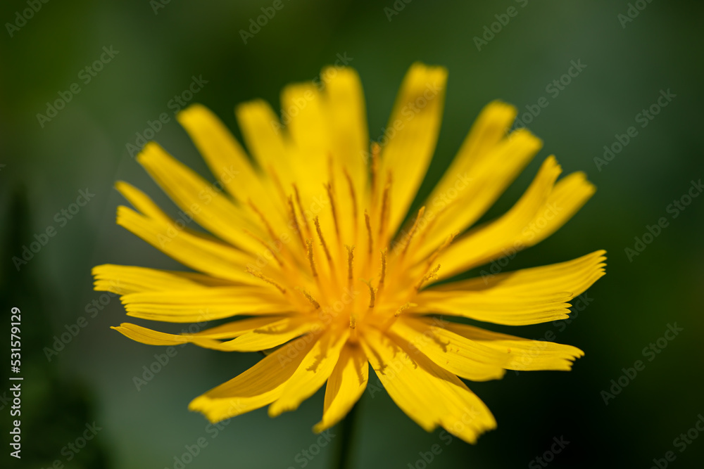 Aposeris foetida flower in meadow, close up