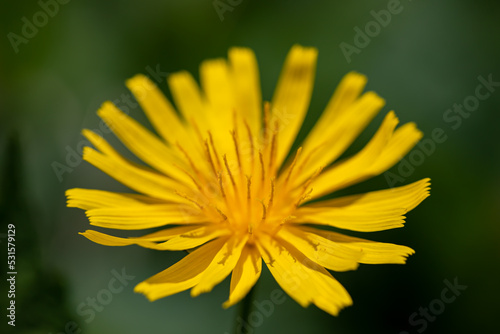 Aposeris foetida flower in meadow  close up