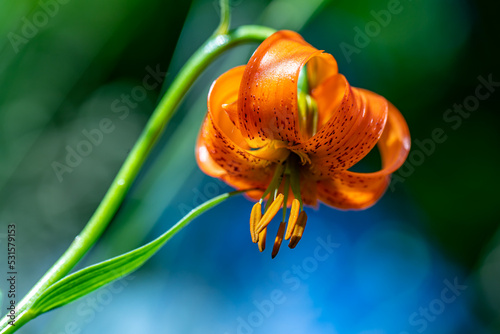 Lilium carniolicum flower growing in meadow, macro	 photo