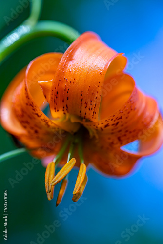 Lilium carniolicum flower growing in meadow, macro	 photo