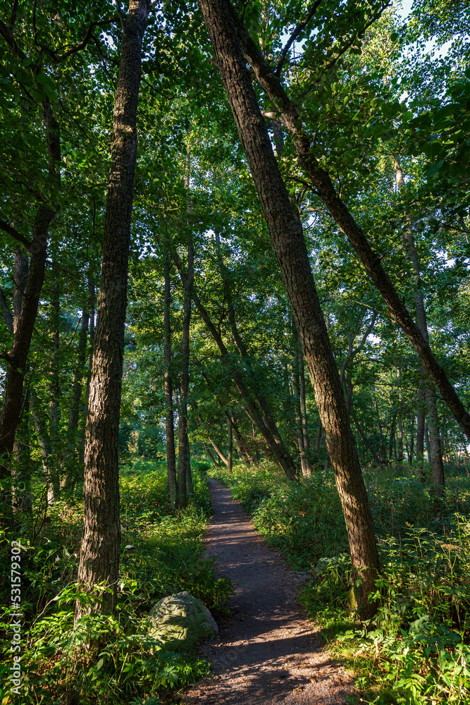 Footpath in a lush forest along the Tulliniemi nature trail in Hanko, Finland, on a sunny day in the summer. Footpath in a lush forest along the Tulliniemi nature trail in Hanko, Finland, on a sunny day in the summer.