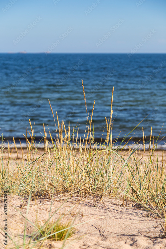 Grass or hay on a beach in Hanko, Finland, on a sunny day in the summer. Focus on the front, shallow depth of field.