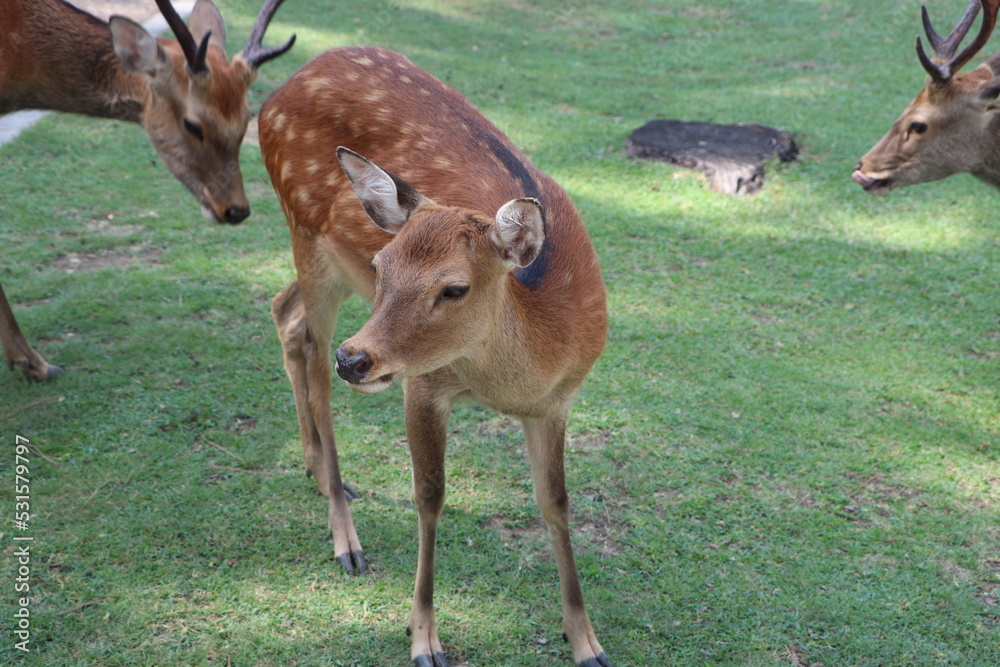 Fototapeta premium しか 奈良 鹿公園 鹿煎餅 動物 鹿