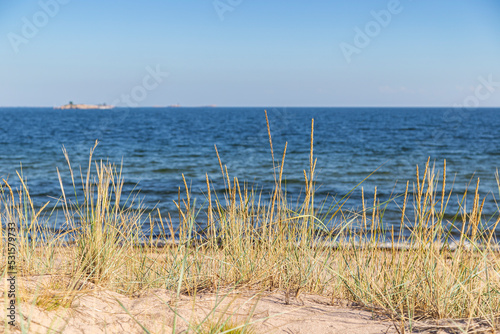 Grass or hay on a beach in Hanko  Finland  on a sunny day in the summer. Focus on the front  shallow depth of field.
