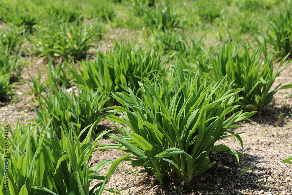 Obraz premium green in the garden