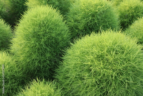 green in the garden, Kochia scoparia, Bassia photo