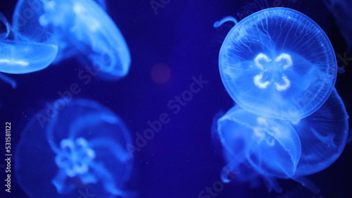 Jellyfish, blue, dreamy © kirie.sense