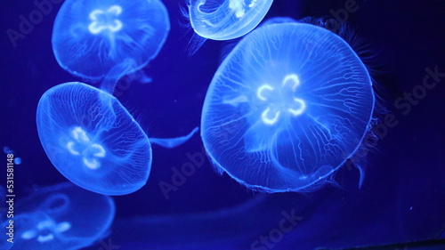 Jellyfish, blue, dreamy