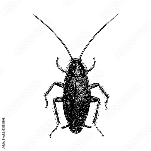 German Cockroach hand drawing vector illustration isolated on background