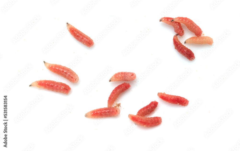 The larva is isolated on a white background. The larva is isolated on a white background.