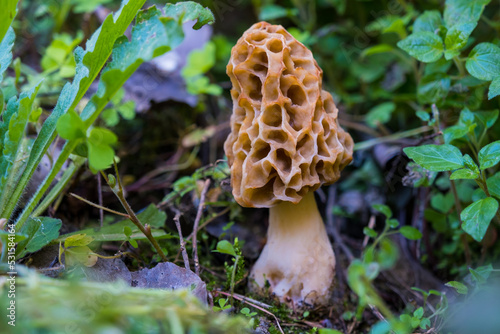 Edible mushrooms. Common morel fungus (Morchella esculenta). Spring edible morel mushroom