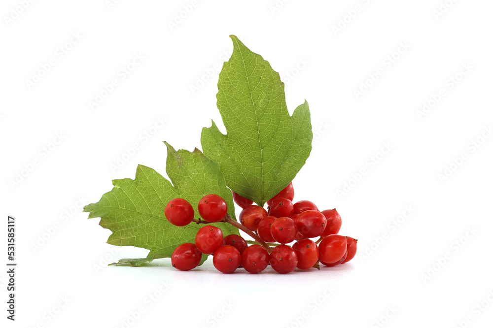 Red berries of Guelder Rose plant over white Red berries of Guelder Rose plant over white