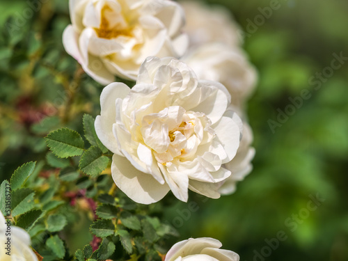 Rosa odorata wihite flowers with burred background.