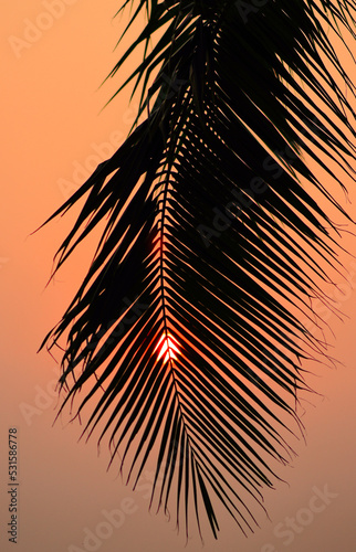 Silhouette of palm tree with sunset sky