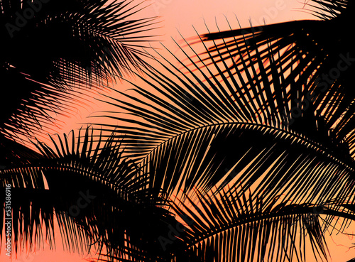Silhouette of palm tree with sunset sky