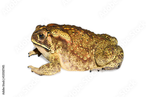 South Asian garden toad (Bufo melanostictus ) from India, Isolated on white background