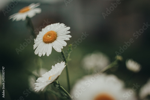 Rainy evening in a flower garden with daisies