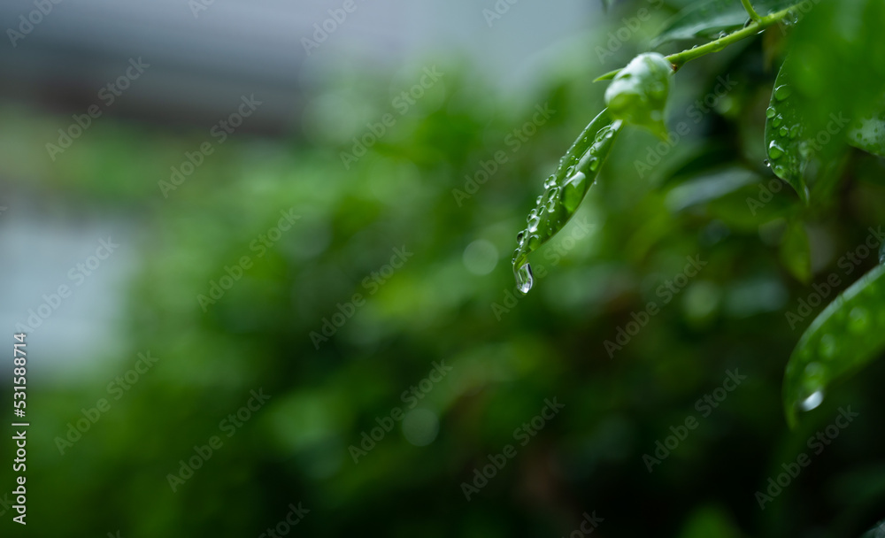 Water on leave background, Green leaf nature , droplet, rainning Water on leave background, Green leaf nature , droplet, rainning
