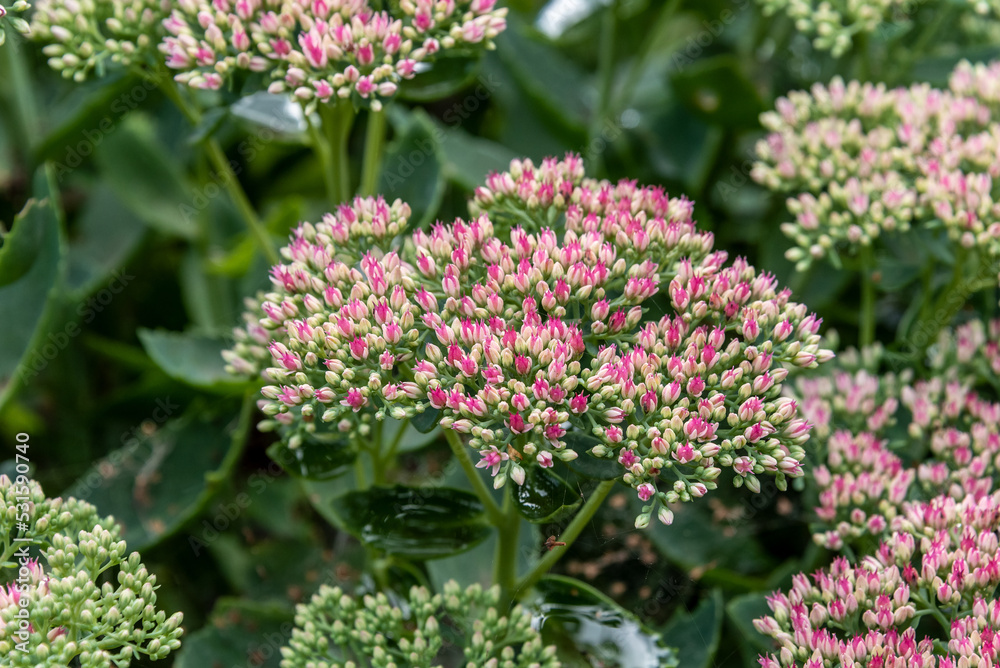 Sedum. Flowering bush in the garden. Sedum. Flowering bush in the garden.