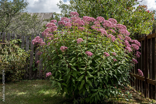 Fototapeta Naklejka Na Ścianę i Meble -  Eupatorium blooms in the garden.