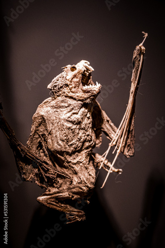 Foto Scary close-up view of a mummified bat isolated on black background