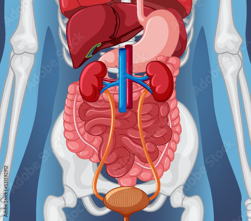 X-ray of human body with internal organs