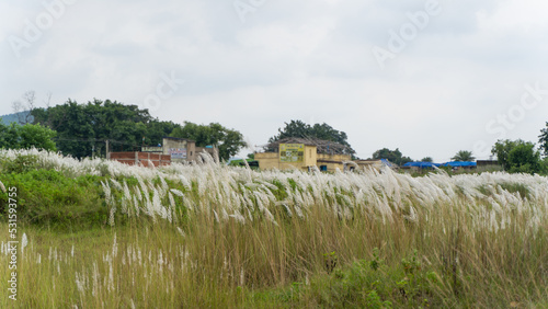 Beautiful white kash or kans grass flower, Saccharum spontaneum, during durga puja festival photo