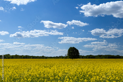 Niebo nad polem rzepaku