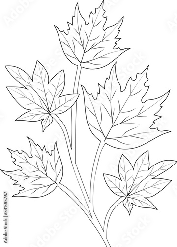 Autumn fall coloring page vector sketch hand drawn black and white leaf collection, pencil art beautiful leaf branch isolated image on white background. 
