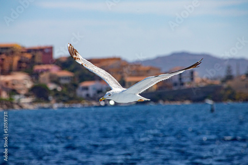 seagull ocean bird in mediterranean ocean sea flying in summer