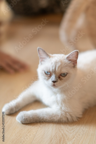 portrait of cute cat laying on the floor. selective focus point