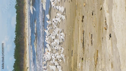 Terns and seagulls grouped together on a Florida beach in vertical format photo