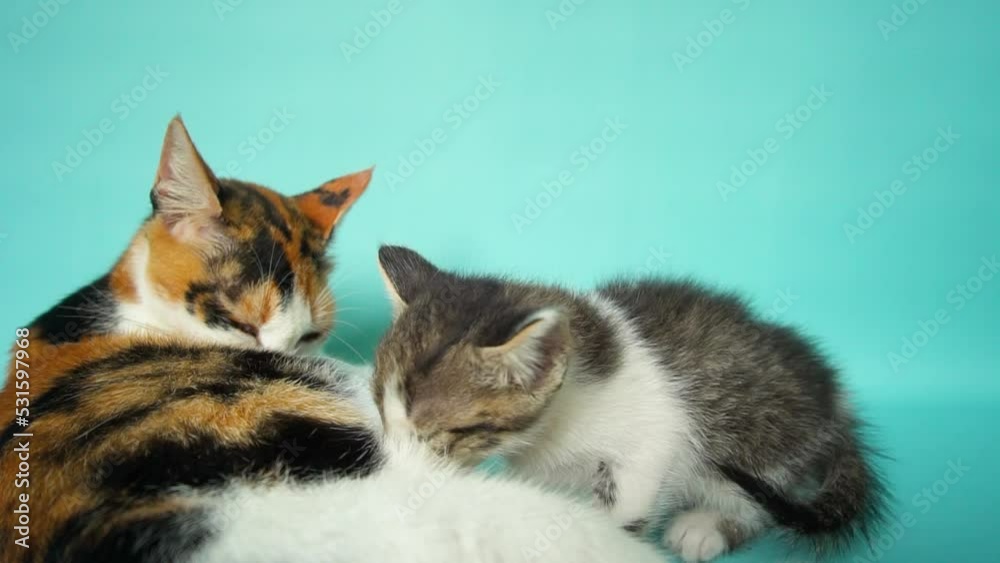 Detail of striped female domestic cat playing and nursing 2 month old kitten, very cute and adorable on turquoise background Detail of striped female domestic cat playing and nursing 2 month old kitten, very cute and adorable on turquoise background