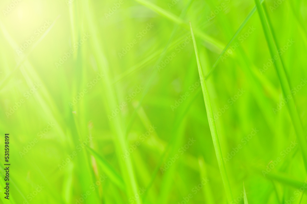 Concept nature view of green foliage on blurred greenery background, sunlight with copy space using as background natural green leaf plants landscape, ecology, fresh banner wallpaper concept Concept nature view of green foliage on blurred greenery background, sunlight with copy space using as background natural green leaf plants landscape, ecology, fresh banner wallpaper concept