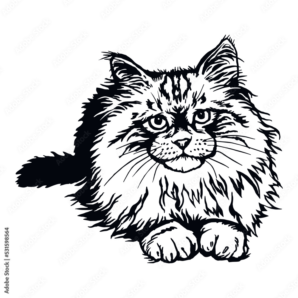 Siberian Cat, Peeking kitten - Funny kitty isolated on white - vector stock Siberian Cat, Peeking kitten - Funny kitty isolated on white - vector stock