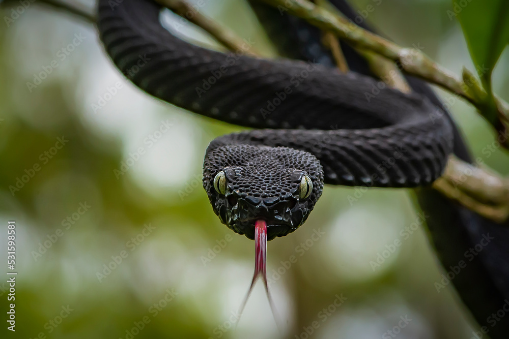 Obraz premium Snake on The Tree