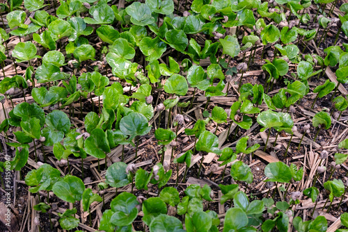 Coffee seedling plants growing at agricultural coffee farming nursery on remote tropical island of Timor Leste