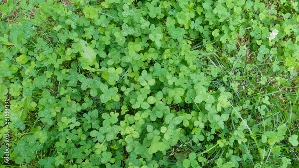 Top view of leaves of white clover on a glade Top view of leaves of white clover on a glade