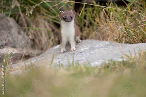 The stoat or short-tailed weasel (Mustela erminea), also known as the Eurasian ermine, Beringian ermine, or simply ermine, is a mustelid native to Eurasia and the northern portions of North America. 