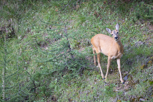 The roe deer (Capreolus capreolus), also known as the roe, western roe deer, or European roe, is a species of deer. The male of the species is sometimes referred to as a roebuck.