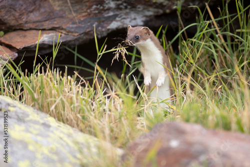 The stoat or short-tailed weasel (Mustela erminea), also known as the Eurasian ermine, Beringian ermine, or simply ermine, is a mustelid native to Eurasia and the northern portions of North America. 