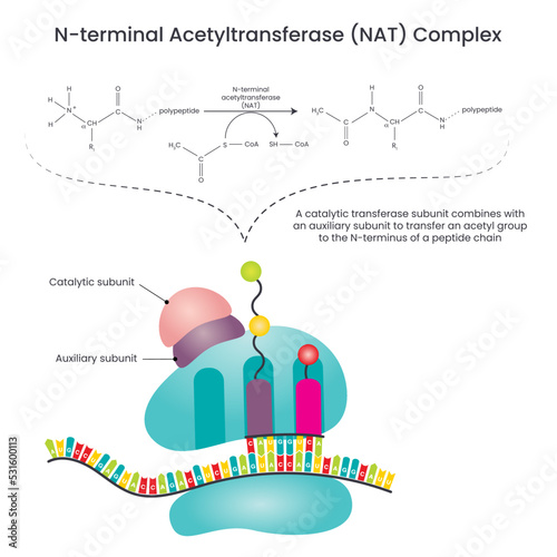 N-terminal Acetyltransferase NAT Complex vector illustration diagram