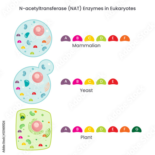 N-acetyltransferase (NAT) enzyme activity in different species photo