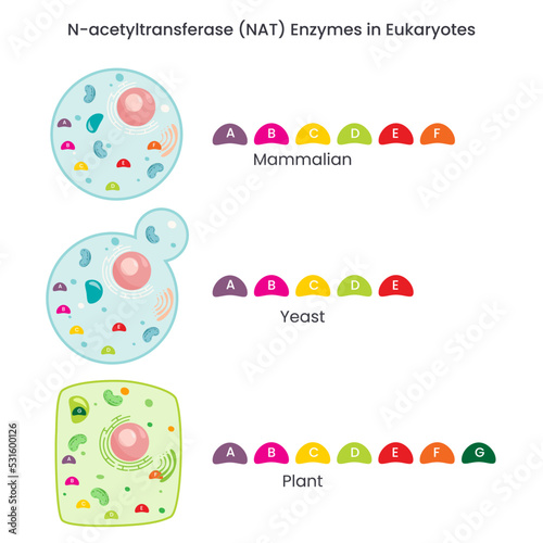 N-acetyltransferase (NAT) enzyme activity in different species
