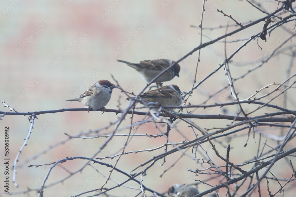 A flock of sparrows on the branches of a tree on nature A flock of sparrows on the branches of a tree on nature