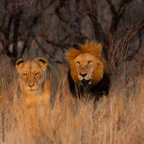 Mating pair of lions in golden light